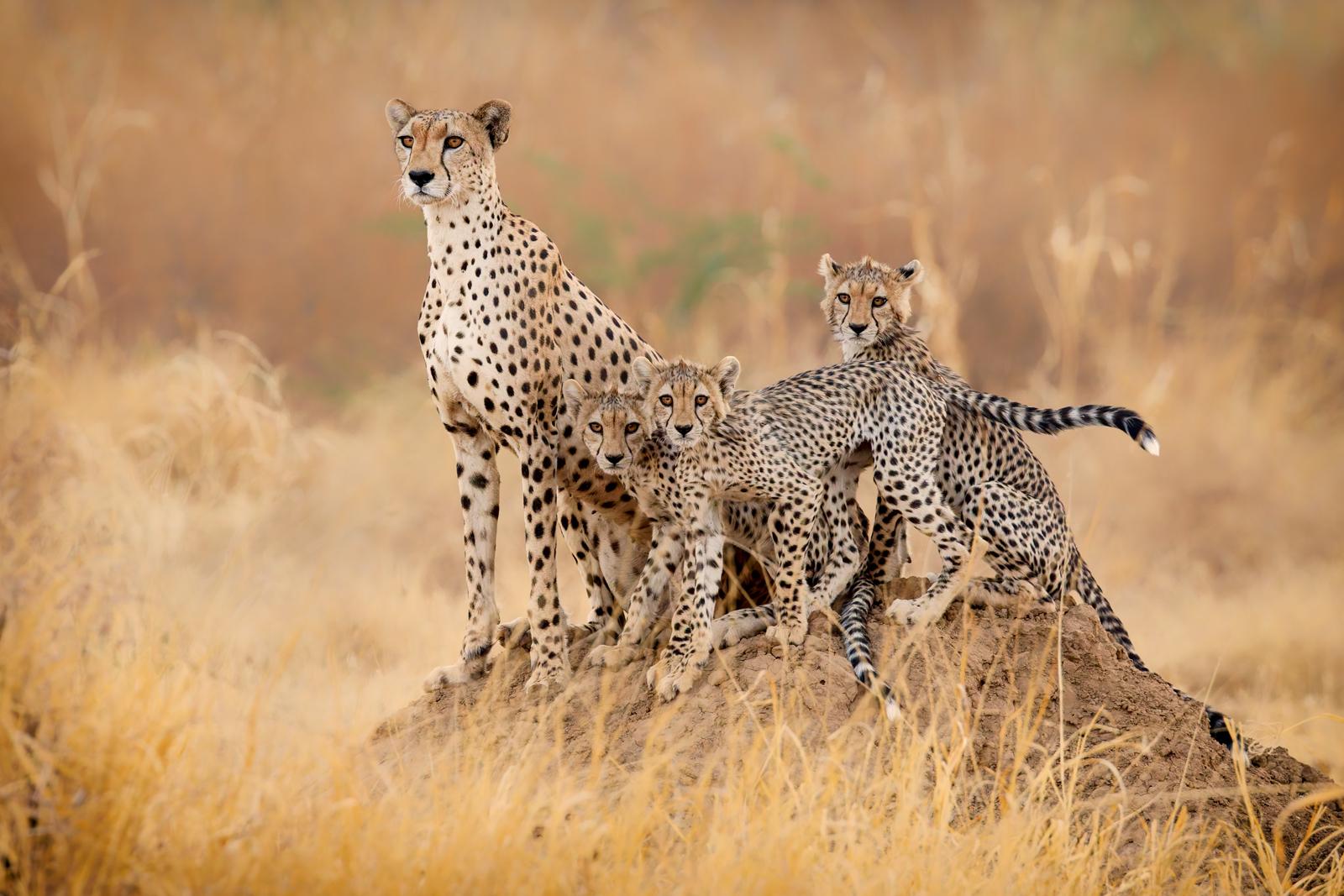 Cheetah family - Derek Howes