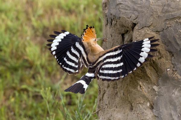 Hoopoe approaches the nest - Derek Howes