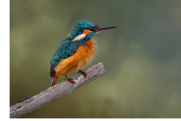 Kingfisher - Naomi Foster