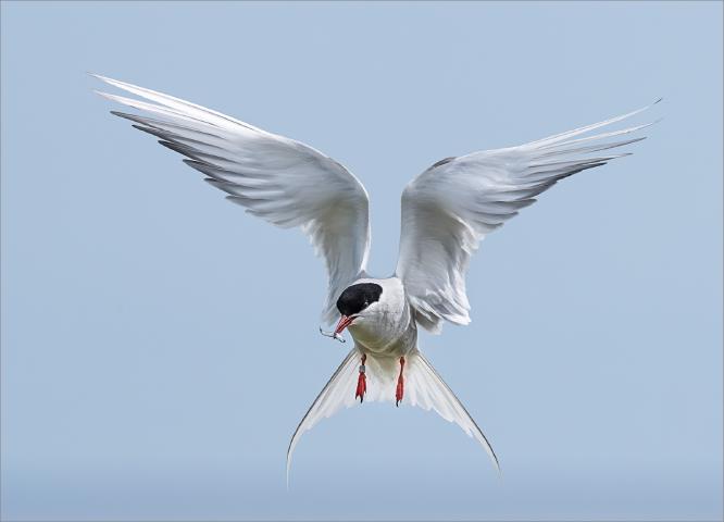 Returning Arctic Tern with catch - Colin Brett