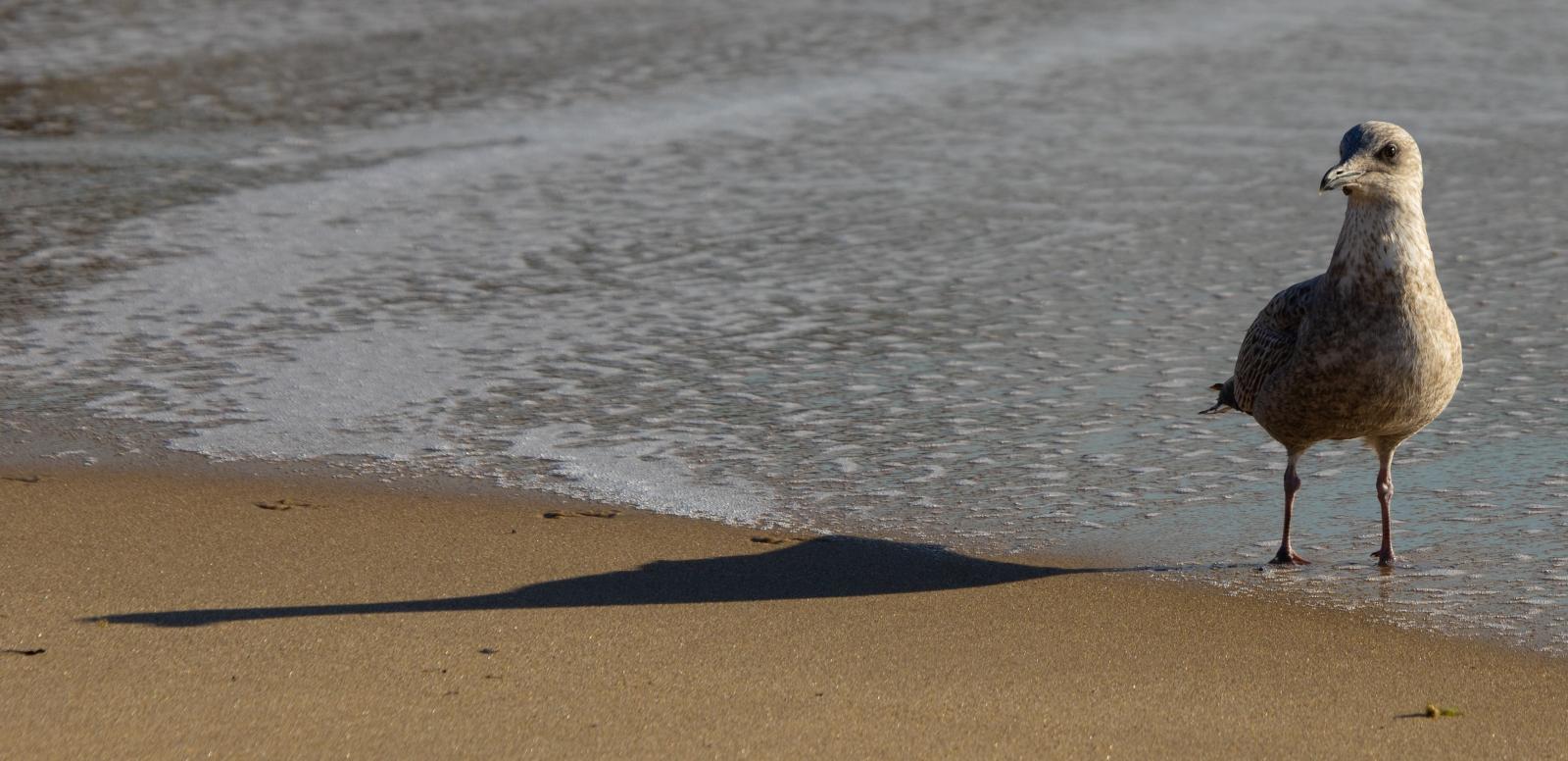 Seagull - Max Fox