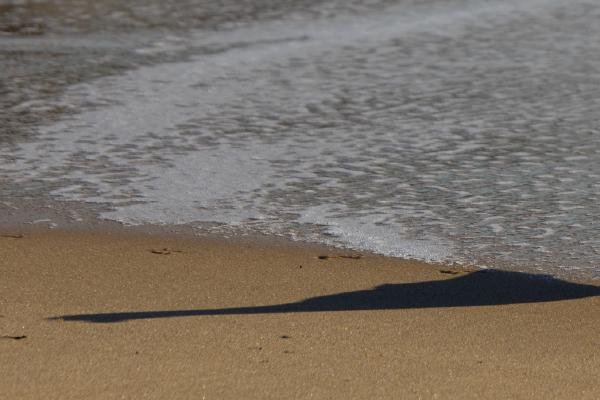 Seagull - Max Fox