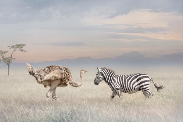 CHANCE ENCOUNTER - Chrissie Hart
