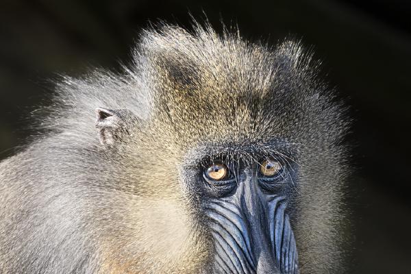 Mandrill caught in the light - Colin Brett