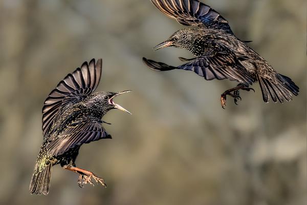 Starling Scrap - Chris Aldred