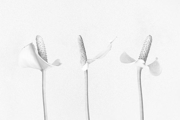 Peace Lilly's - Shaun Hykel