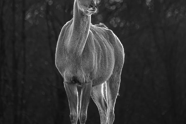 Standing Proud - Colin Brett
