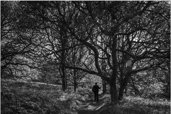 Woodland Walk - Jeff Scott