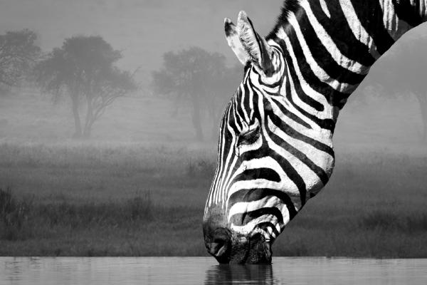 Drinking Zebra - Naomi Foster