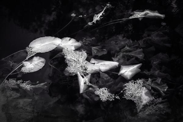 Glowing Lily Pads - Roy Essery