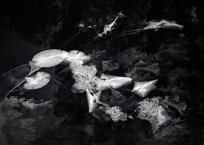 Glowing Lily Pads - Roy Essery