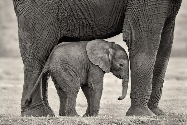 PROTECTION - Chrissie Hart