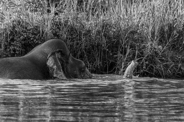 Pigmy Elephant following her nose - Peter Freeman