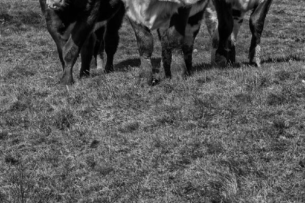 Posing Cumbrian cows - Peter Freeman