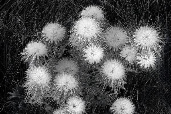 Thistle Seed Heads - Colin Westgate