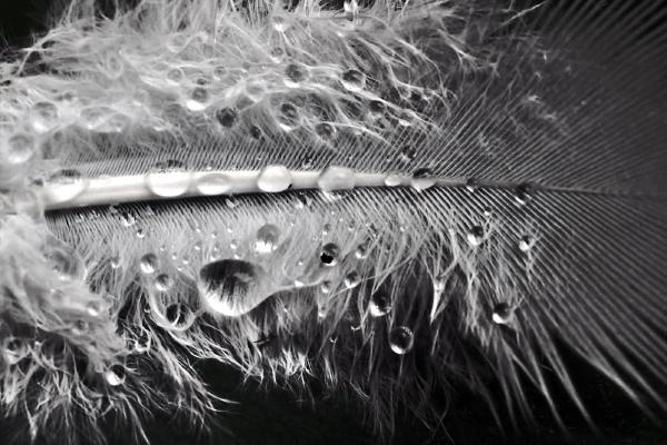 Water drops on feather - Eddie Campbell