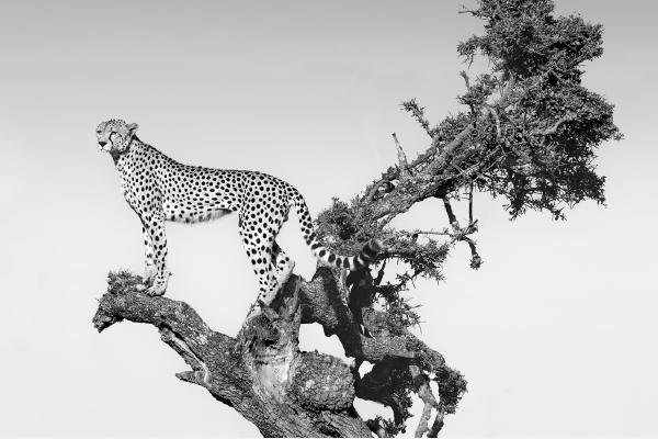 CHEETAH ON LOOKOUT - Chrissie Hart