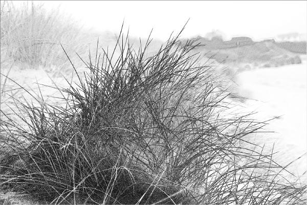 Constantine grasses - Peter Pangbourne