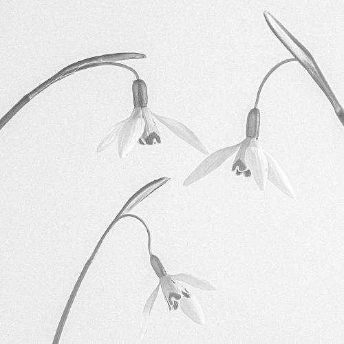 Snow Drops - Shaun Hykel