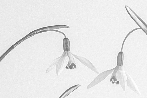 Snow Drops - Shaun Hykel