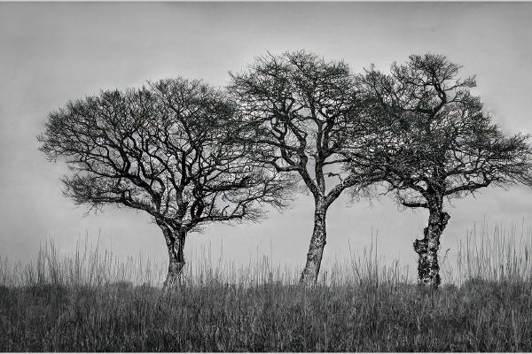 Trio Of Trees - Hilary Knight