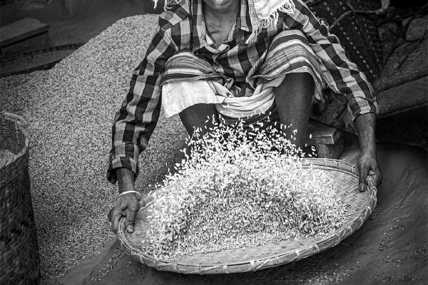 Winnowing Rice - Kate Jackson
