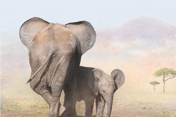 Elephant Family (1) - Chrissie Hart