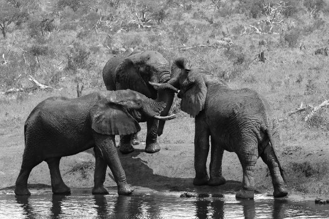 Elephants (2) - David Charlton