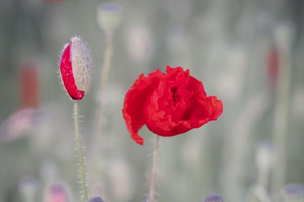 Poppies (1) - Ian Carter