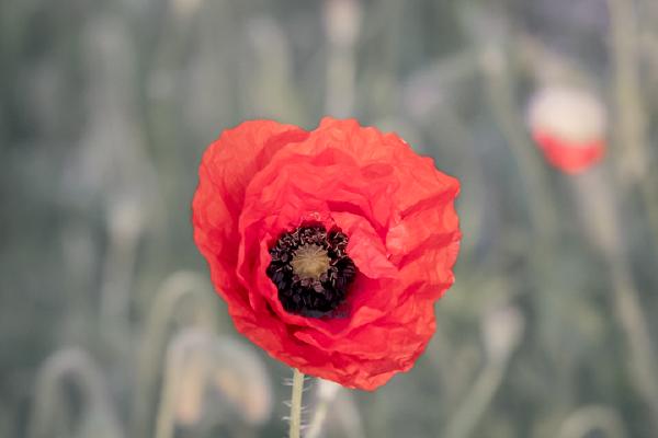Poppies (2) - Ian Carter