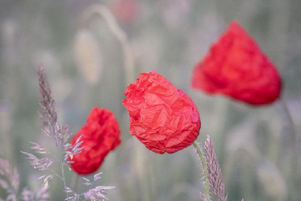 Poppies (3) - Ian Carter