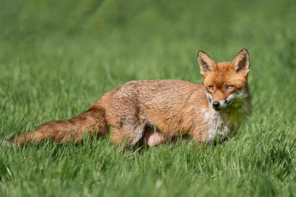 Red Foxes (1) - Colin Brett