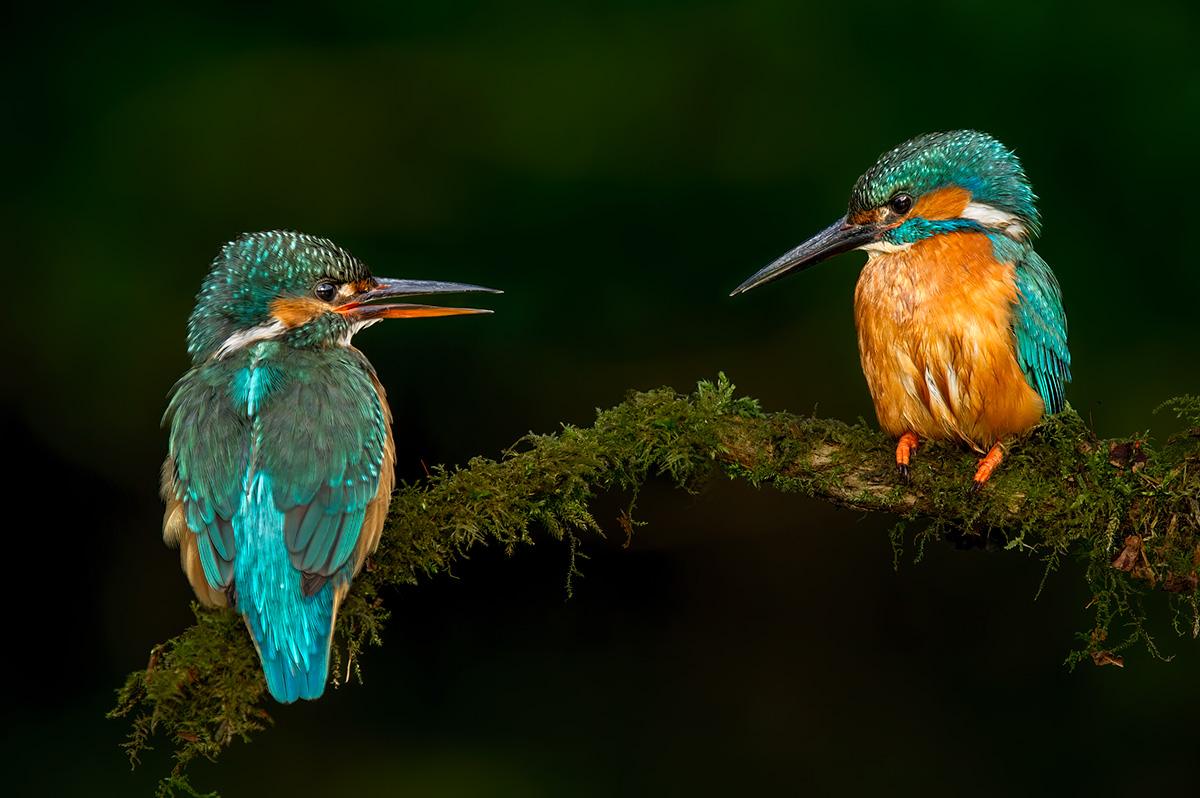 Kingfishers