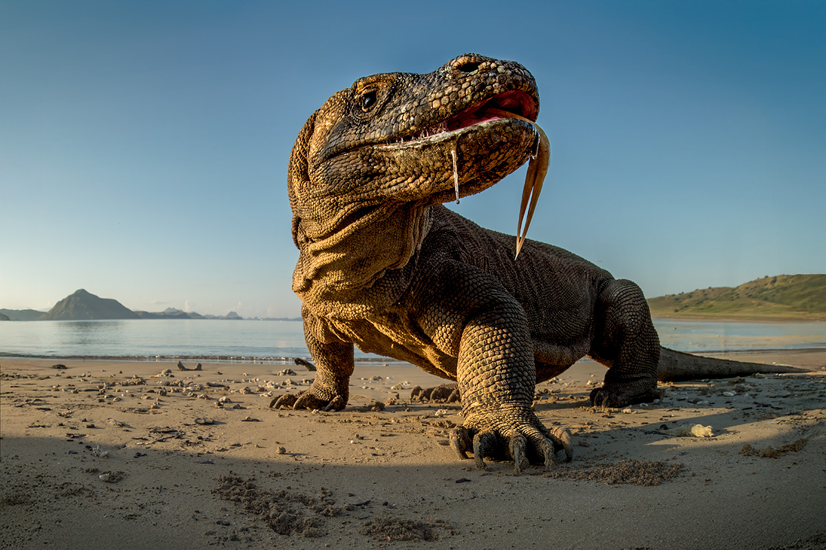 Komodo