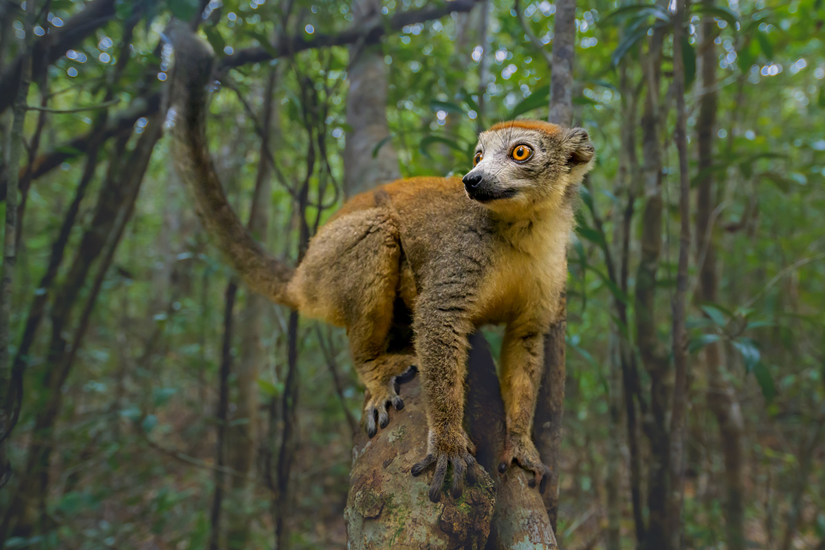 Lemur