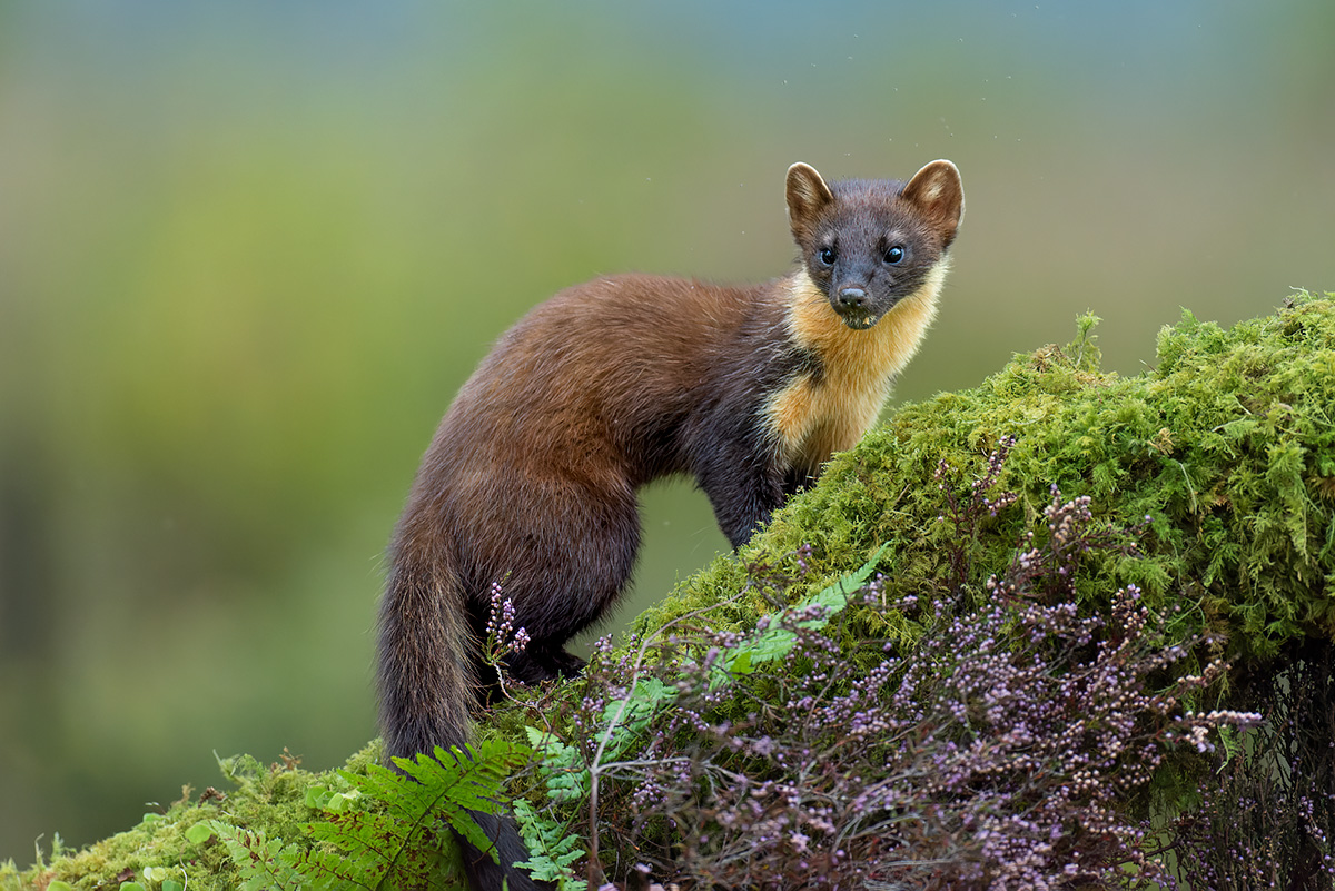 Pine marten