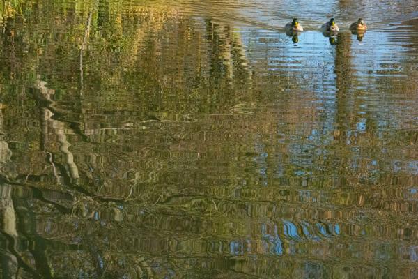 On the Pond (%!s(<nil>)) - 