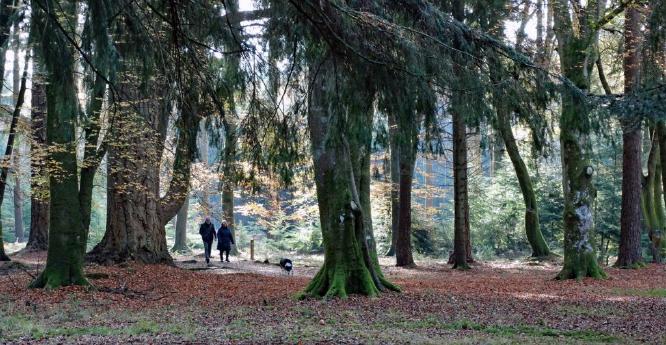 A walk in the woods (%!s(<nil>)) -