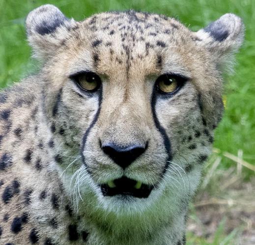 Cheetah portrait (%!s(<nil>)) -
