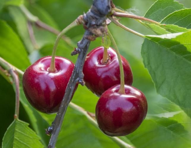 Destined for Jam (%!s(<nil>)) -