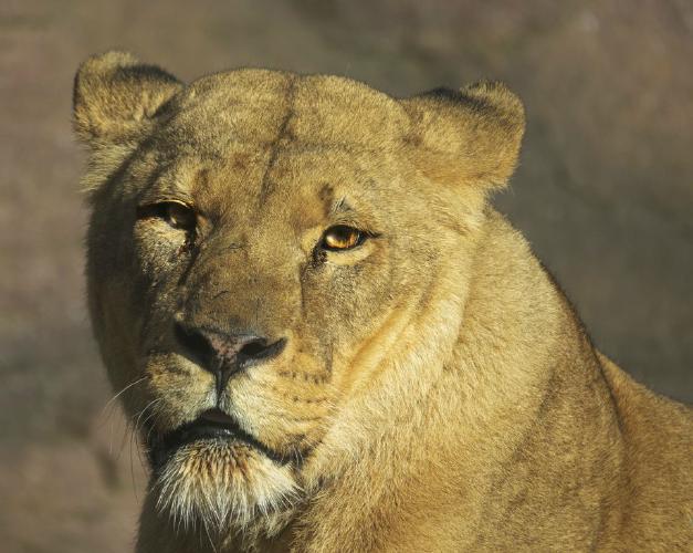 Eyeing up lunch (%!s(<nil>)) -