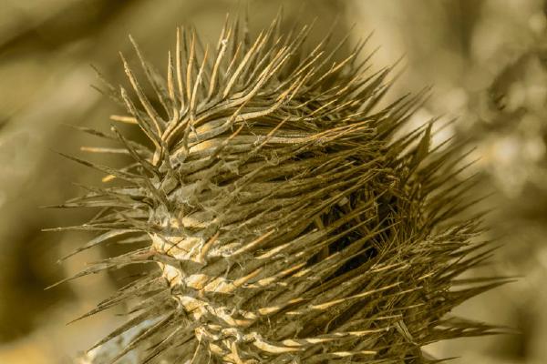 Golden thistle (%!s(<nil>)) - 