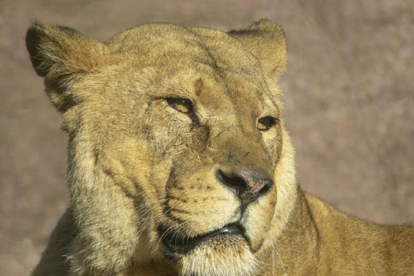 Portrait of a lioness (%!s(<nil>)) - 
