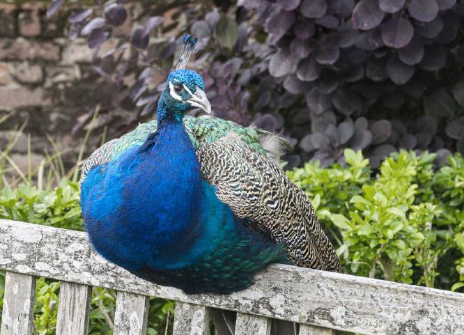 Resting Peacock (%!s(<nil>)) -