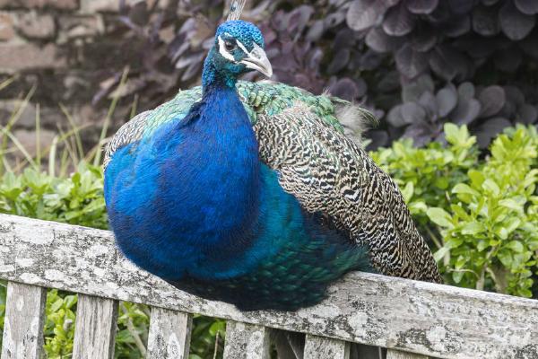 Resting Peacock (%!s(<nil>)) - 