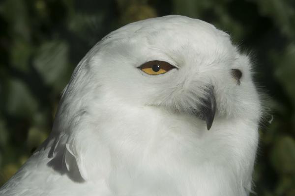 Snowy owl (%!s(<nil>)) - 