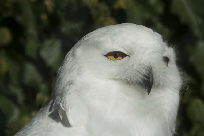 Snowy owl (%!s(<nil>)) -