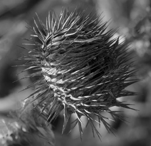 Thistle (%!s(<nil>)) -