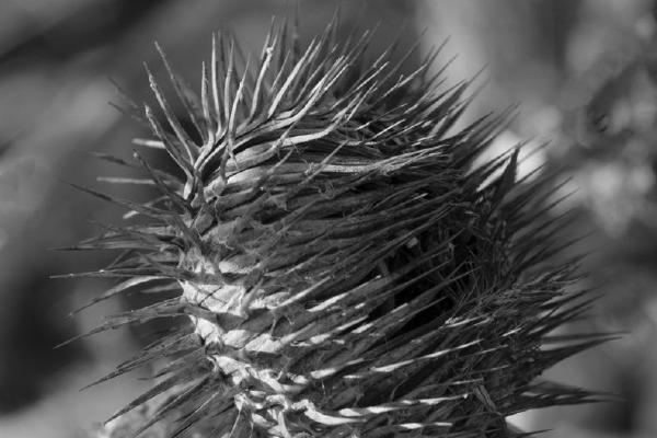 Thistle (%!s(<nil>)) - 