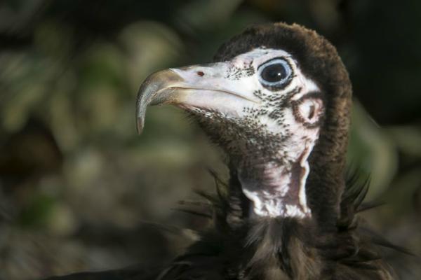 Ugly bird (%!s(<nil>)) - 